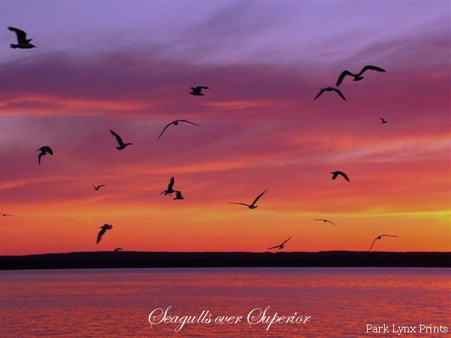Seagulls #471