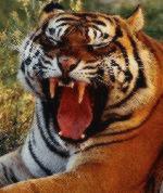 Tiger Fangs