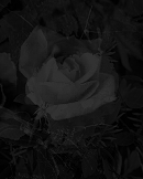 http://www.d21c.com/LadyMelody/Backgrounds/Blacks-Dark/Black-Rose-BG.gif