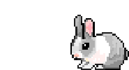 hopping bunny