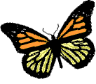 butterfly