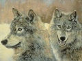 small wolf