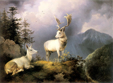 stag
