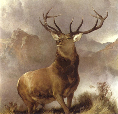 stag