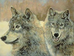 wolf