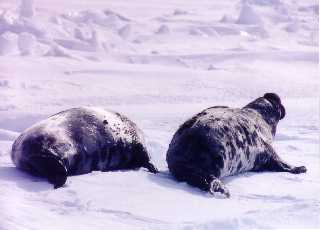 seals9