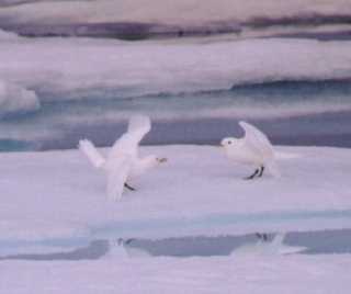 Spitsbergen8
