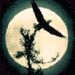 eagle moon