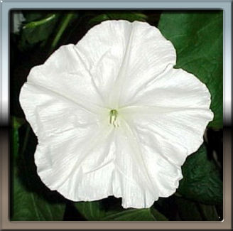 Moonflower