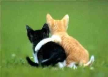 kitty pals