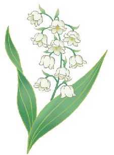 muguet de bois
