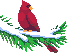 winter cardinal