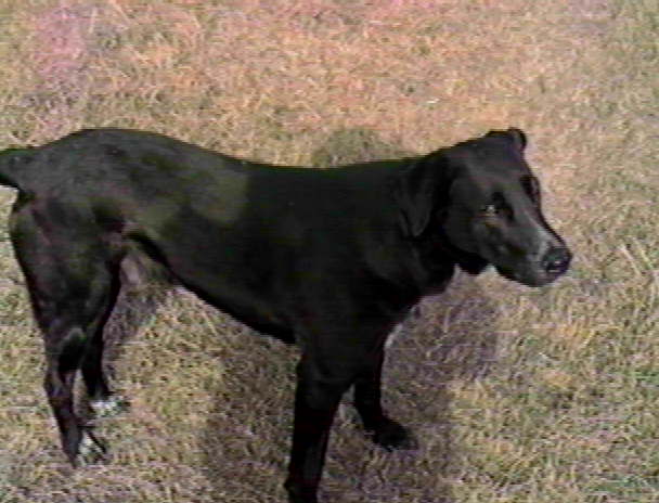 Pete